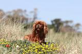 CAVALIER KING CHARLES 095